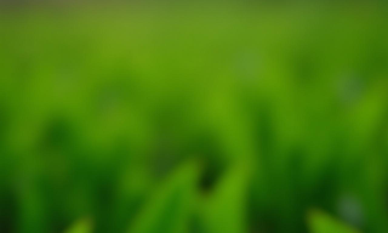 A close up of green tea leaves being responsibly harvested by hand