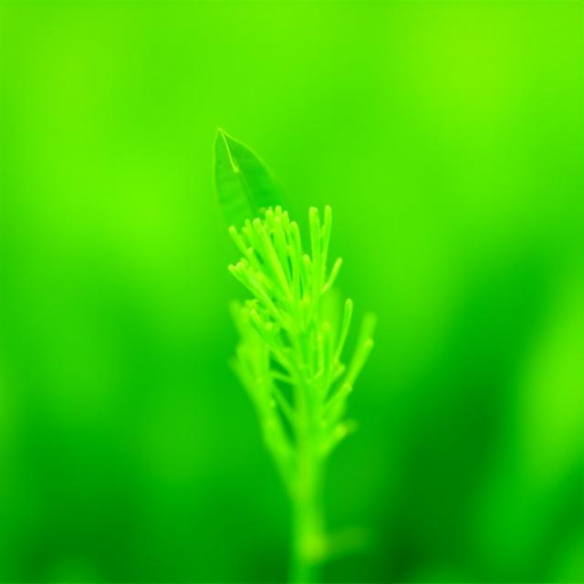 Spring Harvest Green Tea